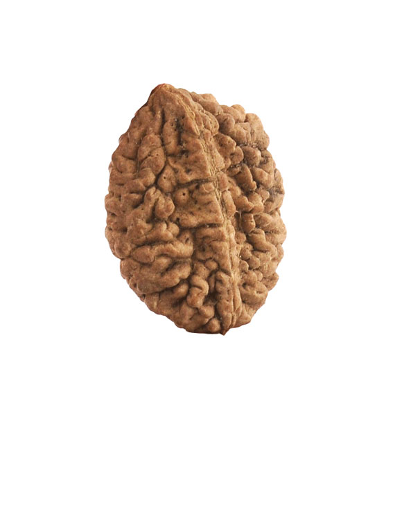 2 Mukhi Rudraksha